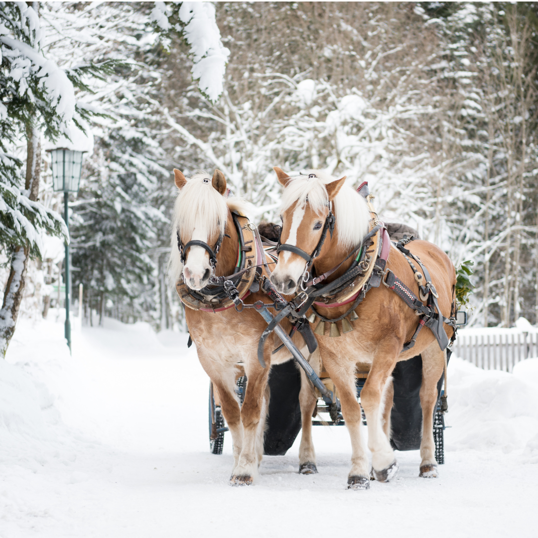 CTN-Dashing Through the Snow-Phelpston
