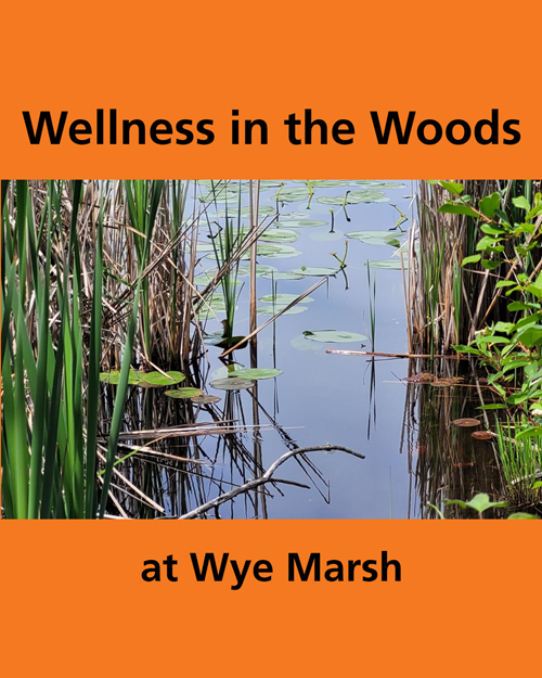 CTN - Wellness in the Woods at Wye Marsh (Midland)